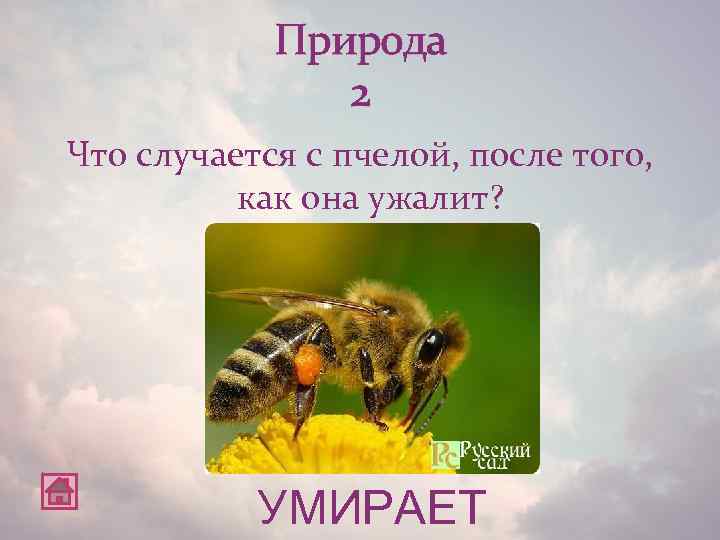Природа 2 Что случается с пчелой, после того, как она ужалит? УМИРАЕТ 
