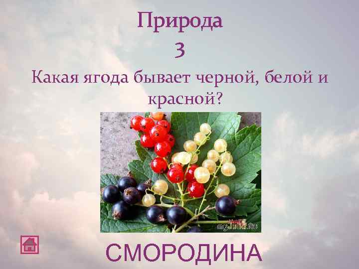 Природа 3 Какая ягода бывает черной, белой и красной? СМОРОДИНА 