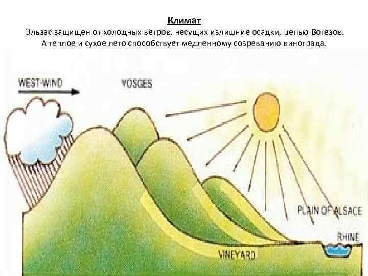 Климат Эльзас защищен от холодных ветров, несущих излишние осадки, цепью Вогезов. А теплое и