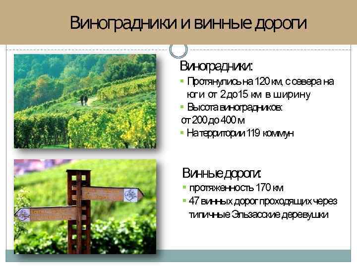 Виноградники и винные дороги Виноградники: Протянулисьна 120 км, с севера на юг и от