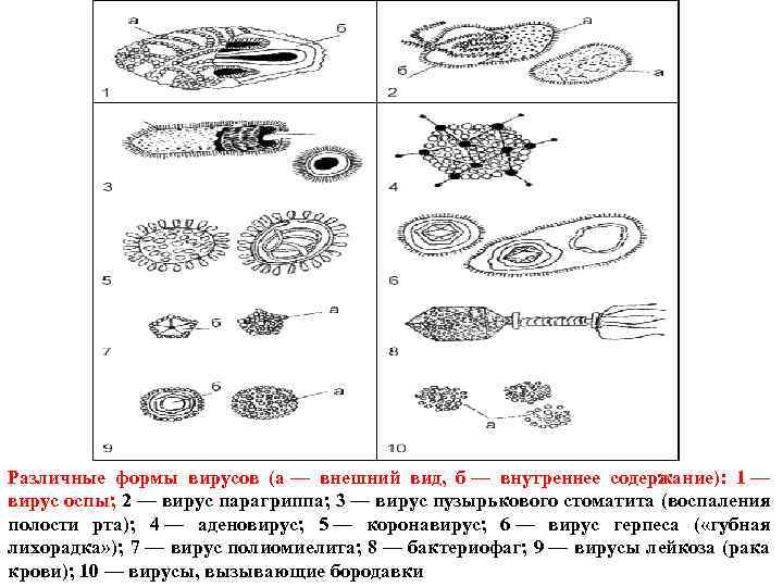 Различные формы вирусов (а — внешний вид, б — внутреннее содержание): 1 — вирус