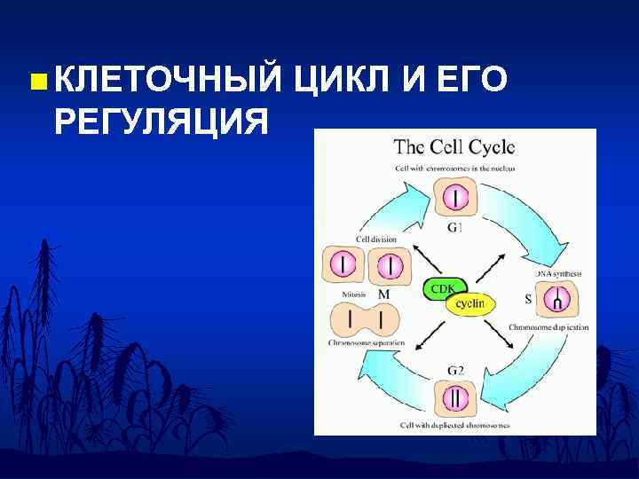 Цикл регуляции. Регуляция клеточного цикла таблица. Точки регуляции клеточного деления. Клеточный цикл регуляция клеточного цикла. Регуляция клеточного деления схема.