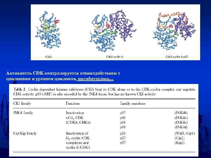 Активность СDK контролируется взаимодействием с циклинами и уровнем циклинов, ингибиторами… 