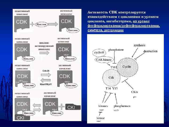 Активность СDK контролируется взаимодействием с циклинами и уровнем циклинов, ингибиторами, на уровне фосфорилирования/дефосфорилирования, синтеза,