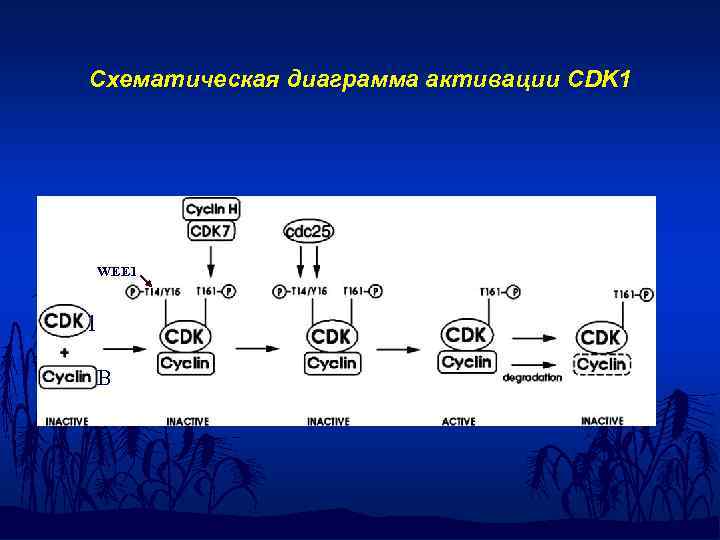 Схематическая диаграмма активации CDK 1 H WEE 1 1 B 