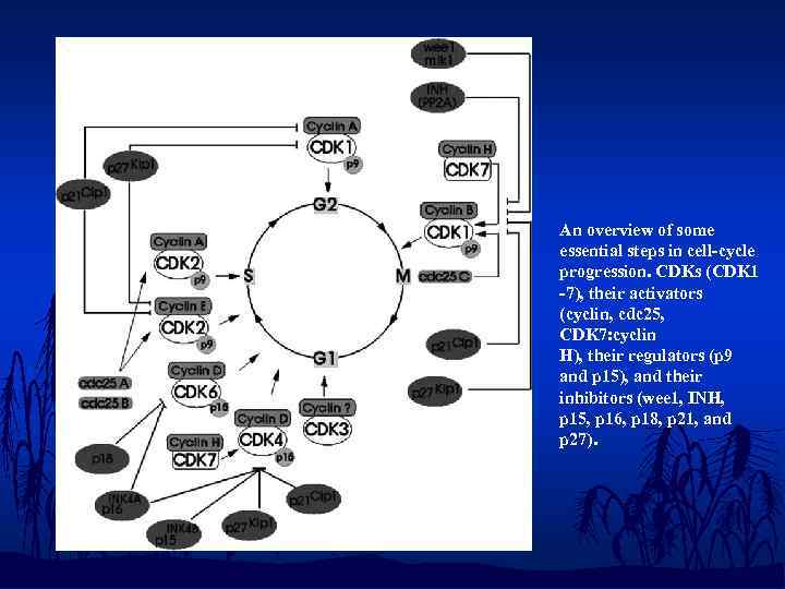 An overview of some essential steps in cell-cycle progression. CDKs (CDK 1 -7), their