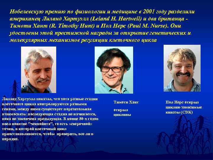 Нобелевскую премию по физиологии и медицине в 2001 году разделили американец Лиланд Хартуэлл (Leland