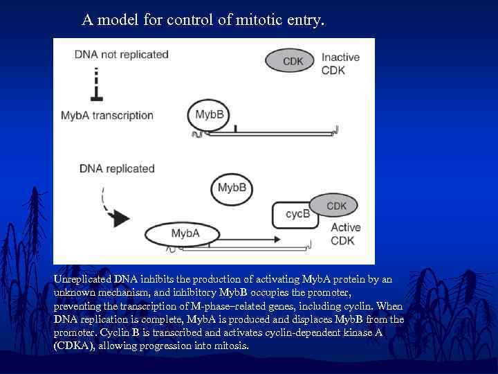 A model for control of mitotic entry. Unreplicated DNA inhibits the production of activating