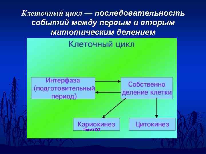 Клеточный цикл — последовательность событий между первым и вторым митотическим делением =митоз 