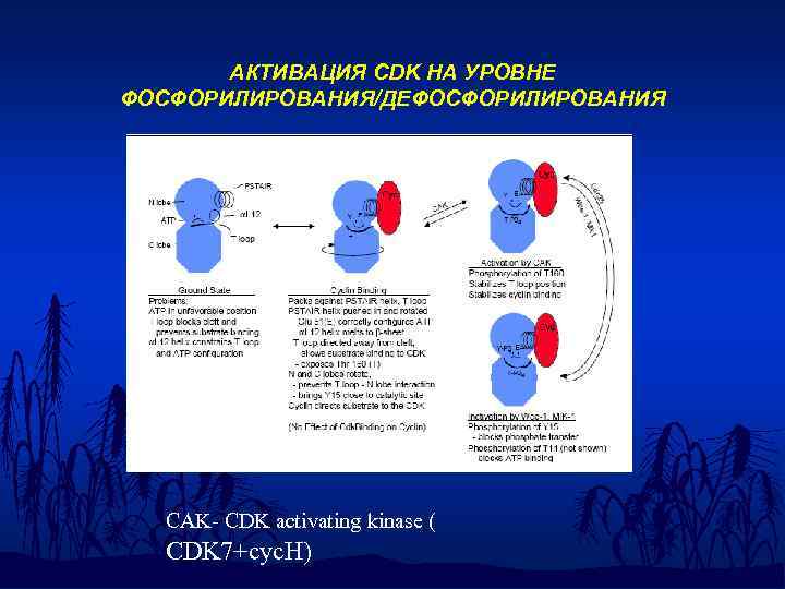 АКТИВАЦИЯ CDK НА УРОВНЕ ФОСФОРИЛИРОВАНИЯ/ДЕФОСФОРИЛИРОВАНИЯ CAK- CDK activating kinase ( CDK 7+cyc. H) 