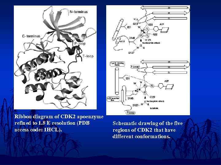 Ribbon diagram of CDK 2 apoenzyme refined to 1. 8 Е resolution (PDB access