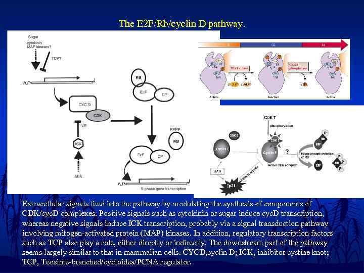 The E 2 F/Rb/cyclin D pathway. Extracellular signals feed into the pathway by modulating