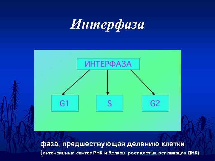 Интерфаза, предшествующая делению клетки (интенсивный синтез РНК и белков, рост клетки, репликация ДНК) 