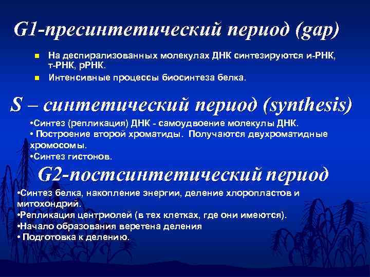 G 1 -пресинтетический период (gap) n n На деспирализованных молекулах ДНК синтезируются и-РНК, т-РНК,