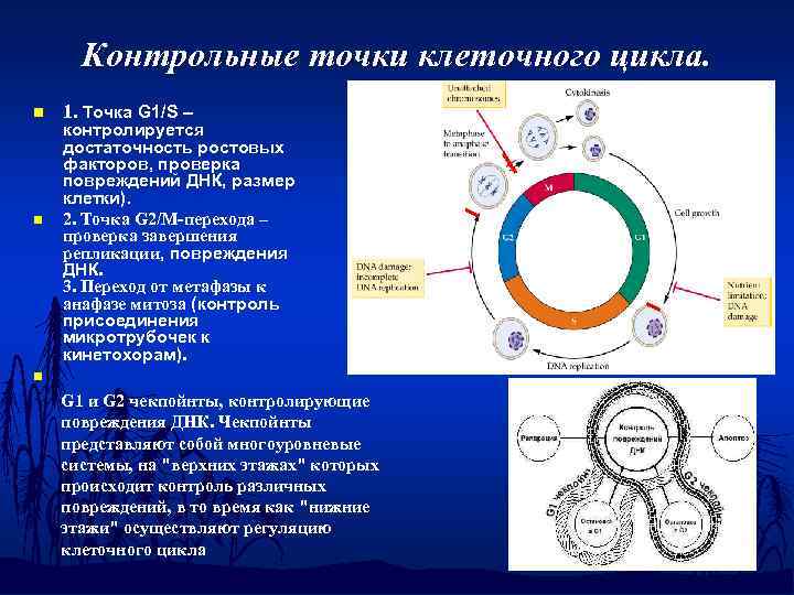 Контрольные точки клеточного цикла. n n 1. Точка G 1/S – контролируется достаточность ростовых