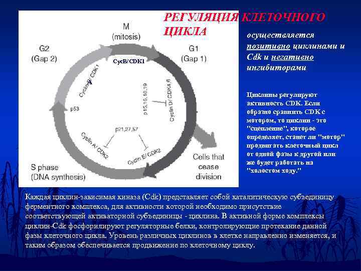 Цикл регуляции