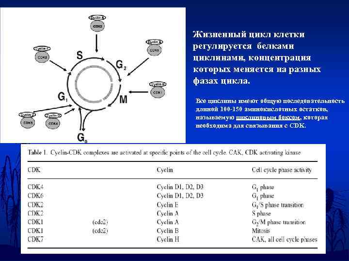 Жизненный цикл клетки регулируется белками циклинами, концентрация которых меняется на разных фазах цикла. Все