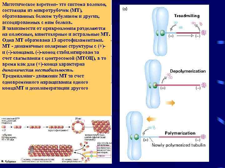 Митотическое веретено- это система волокон, состоящая из микротрубочек (МТ), образованных белком тубулином и других,