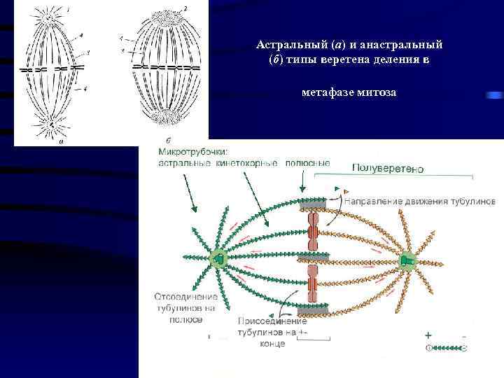 Астральный (а) и анастральный (б) типы веретена деления в метафазе митоза 