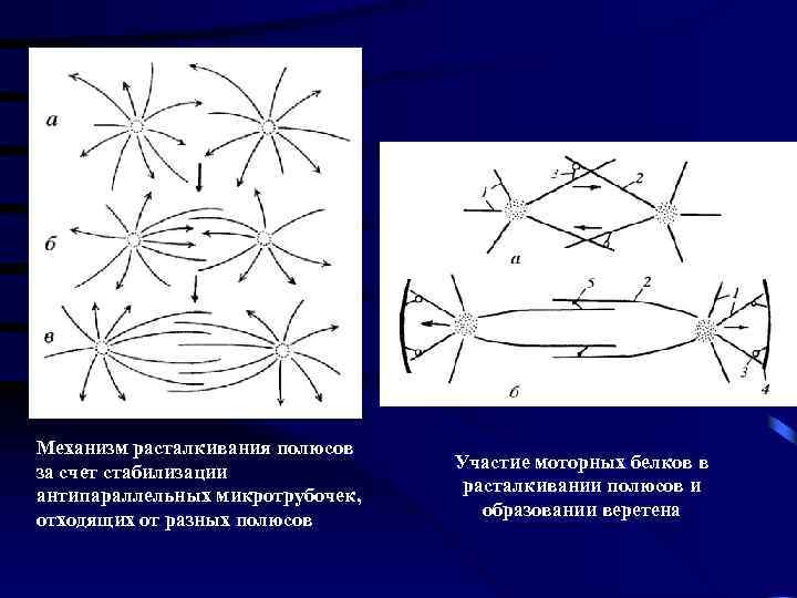 Рассмотрите фотографию и найдите треки двух осколков образовавшихся при делении ядра атома