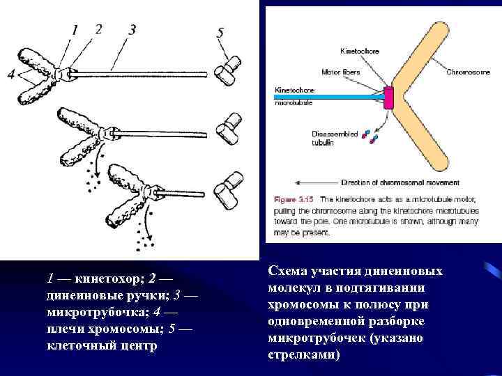 1 — кинетохор; 2 — динеиновые ручки; 3 — микротрубочка; 4 — плечи хромосомы;