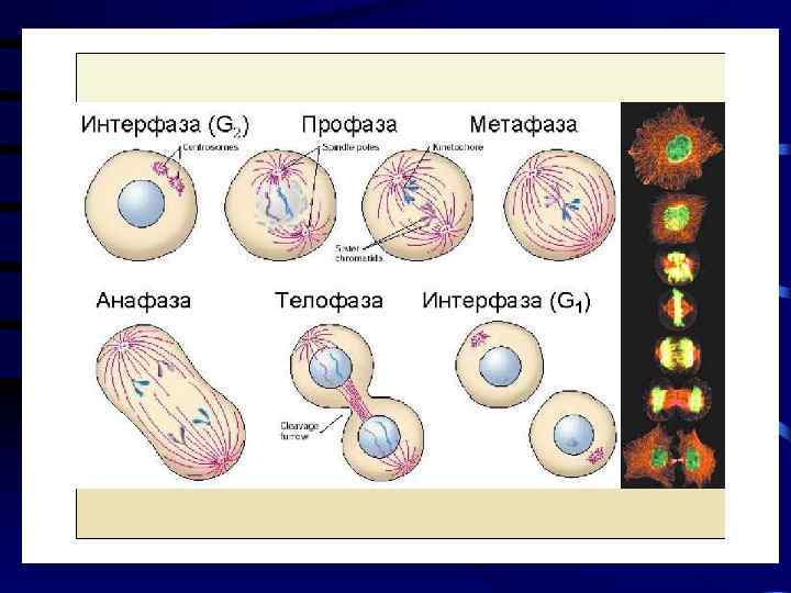 Интерфаза профаза. Профаза 1,2,3 интерфаза. Интерфаза 1 и 2.