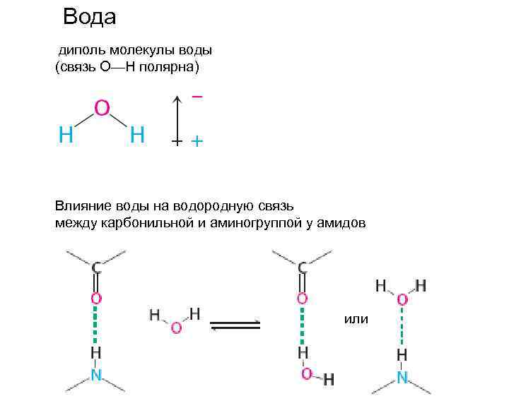 Вода диполь молекулы воды (связь О—Н полярна) Влияние воды на водородную связь между карбонильной