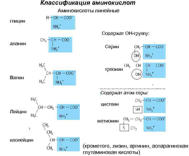 Классификация аминокислот Аминокислоты линейные глицин Содержат ОН-группу: аланин Серин треонин Валин Содержат атом серы: