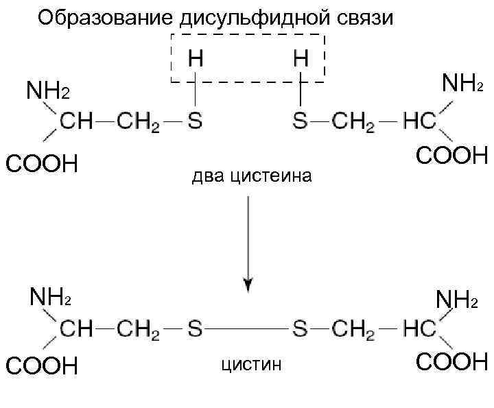 Образование дисульфидной связи NH 2 COOH два цистеина NH 2 COOH NH 2 цистин