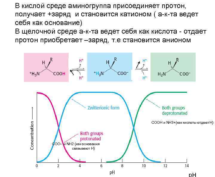 В кислой среде аминогруппа присоединяет протон, получает +заряд и становится катионом ( а-к-та ведет