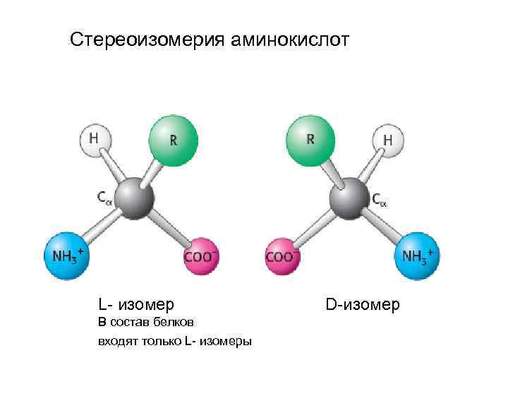Стереоизомерия аминокислот L- изомер D-изомер В состав белков входят только L- изомеры 