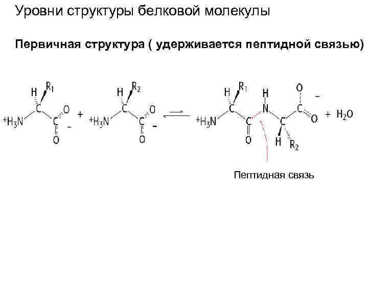 Уровни структуры белковой молекулы Первичная структура ( удерживается пептидной связью) Пептидная связь 