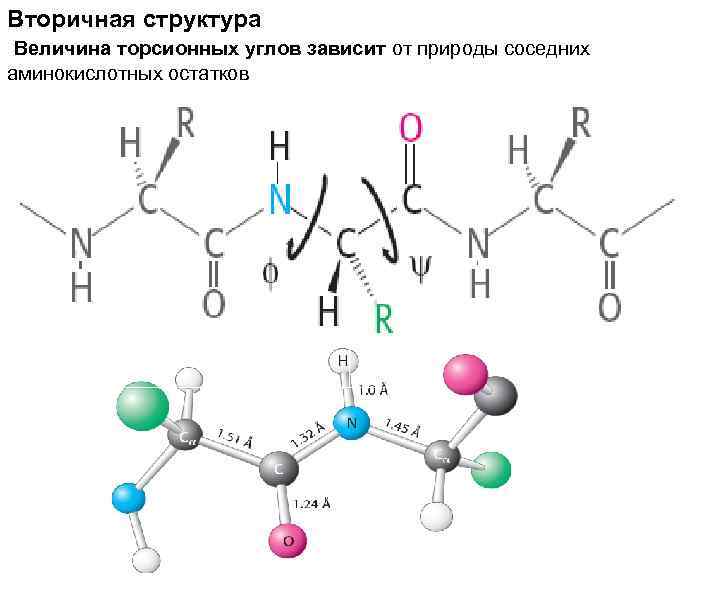Вторичная структура Величина торсионных углов зависит от природы соседних аминокислотных остатков 
