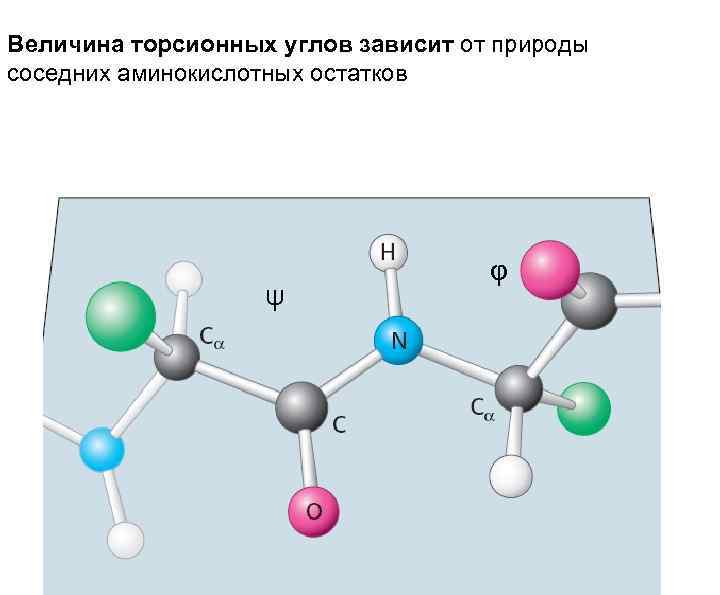 Величина торсионных углов зависит от природы соседних аминокислотных остатков ψ φ 