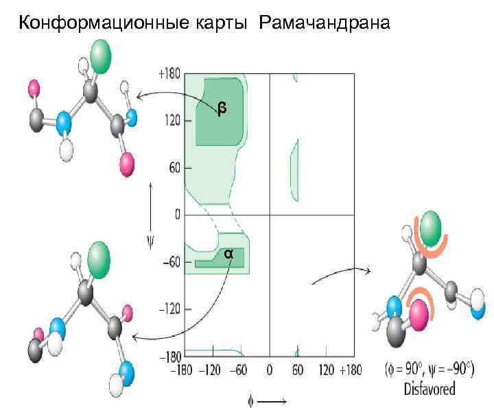 Конформационные карты Рамачандрана β α 