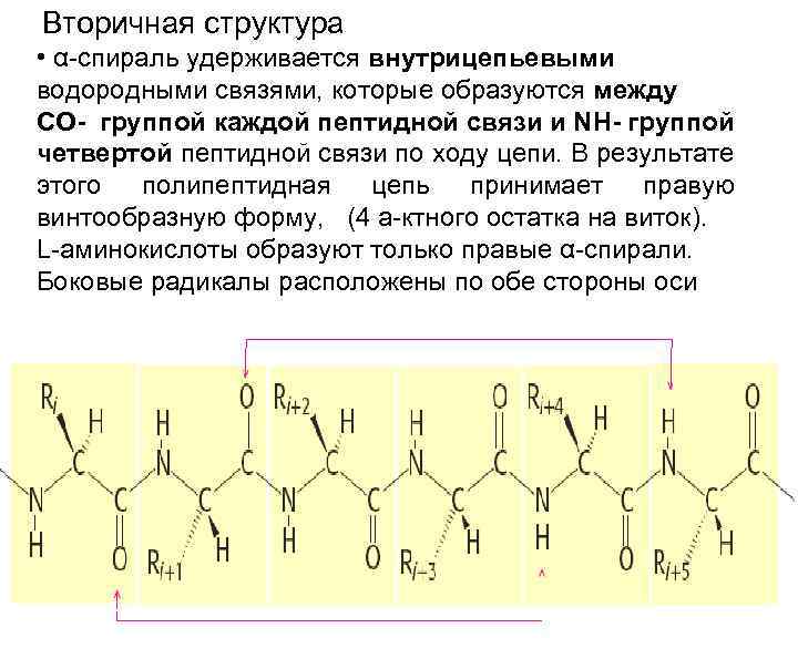  Вторичная структура • α-спираль удерживается внутрицепьевыми водородными связями, которые образуются между СО- группой