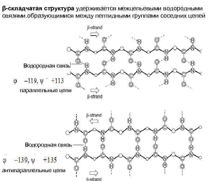 β-складчатая структура удерживается межцепьевыми водородными связями. образующимися между пептидными группами соседних цепей Водородная связь