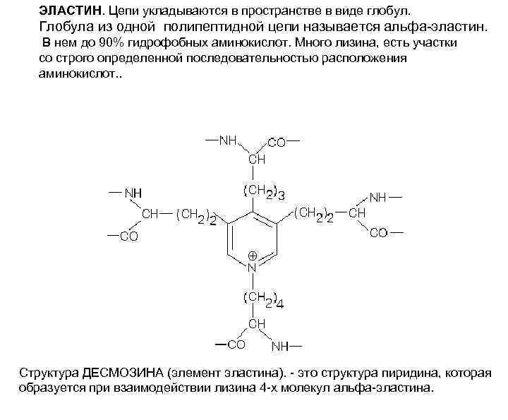 ЭЛАСТИН. Цепи укладываются в пространстве в виде глобул. Глобула из одной полипептидной цепи называется