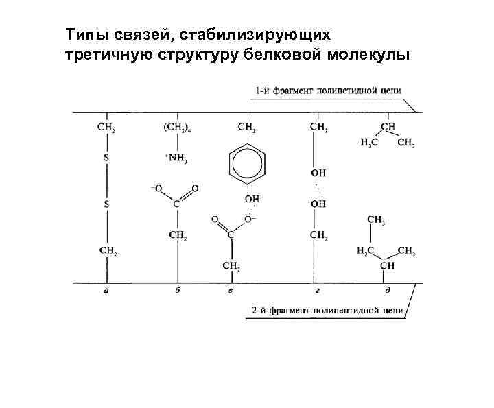 Типы связей, стабилизирующих третичную структуру белковой молекулы 