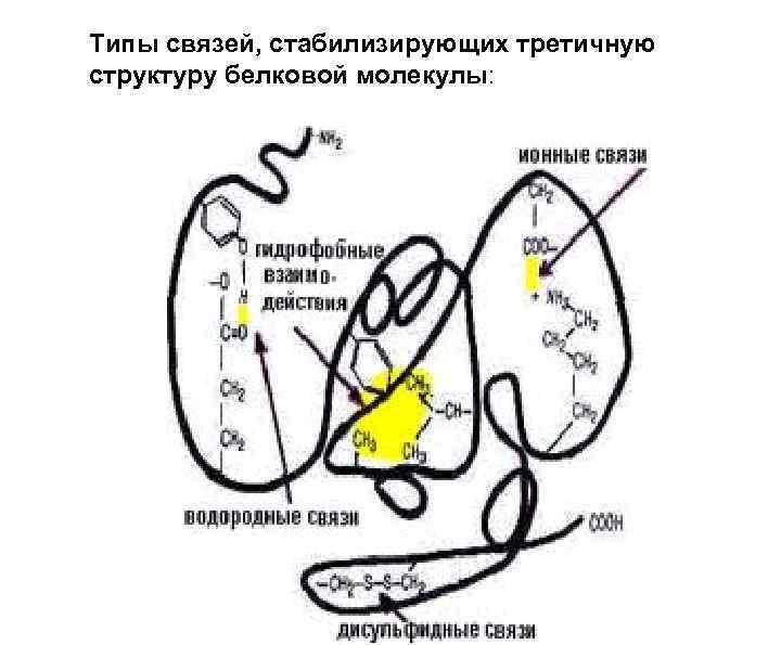 Типы связей, стабилизирующих третичную структуру белковой молекулы: 