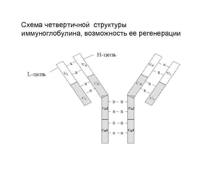 Структура иммуноглобулина схема