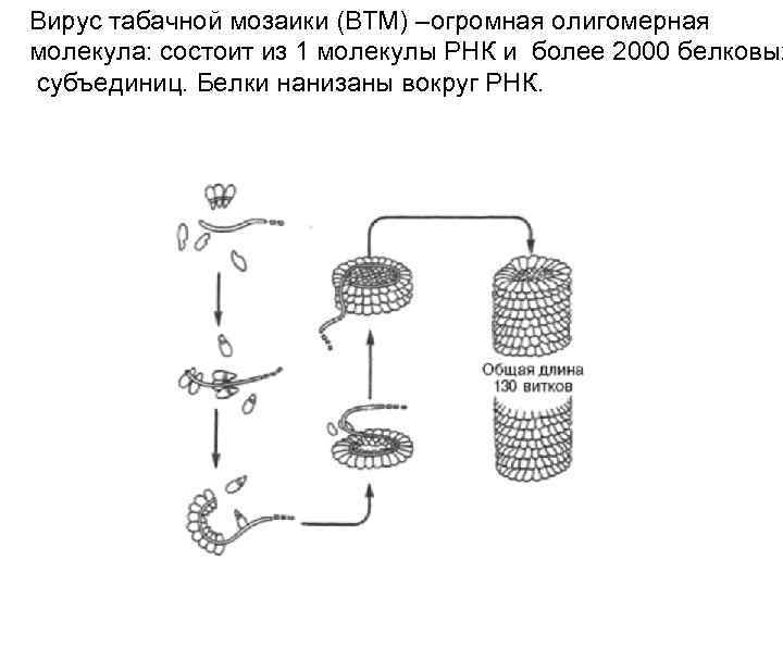 Вирус табачной мозаики (ВТМ) –огромная олигомерная молекула: состоит из 1 молекулы РНК и более