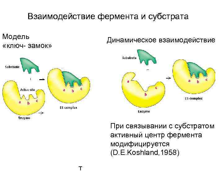 Взаимодействие фермента и субстрата Модель «ключ- замок» Динамическое взаимодействие При связывании с субстратом активный