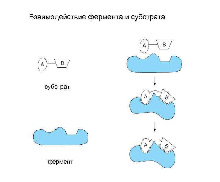 Взаимодействие фермента и субстрата субстрат фермент 