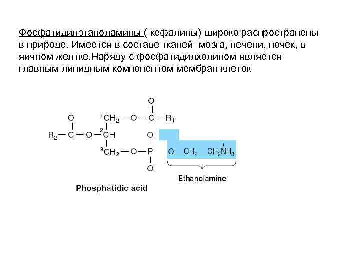 Фосфатидилэтаноламины ( кефалины) широко распространены в природе. Имеется в составе тканей мозга, печени, почек,