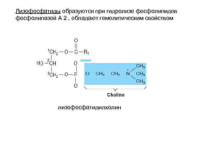 Схема образования фосфолипидов