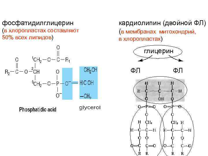 Синтез липидов мембраны. Кардиолипин структурная формула. Кардиолипин гидролиз. Фосфатидилглицерин кислотный гидролиз. Липиды митохондрий.