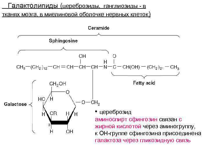 Галактолипиды (цереброзиды, ганглиозиды - в тканях мозга, в миелиновой оболочке нервных клеток) • цереброзид