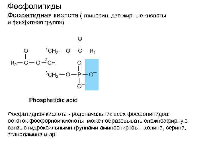 Фосфолипиды Фосфатидная кислота ( глицерин, две жирные кислоты и фосфатная группа) Фосфатидная кислота -