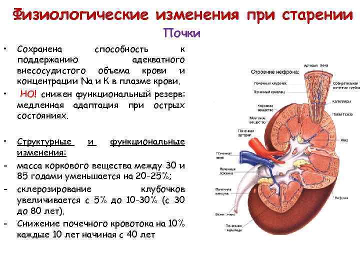 Изменения почек